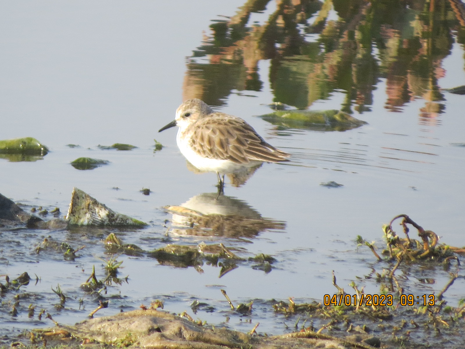 Little Stint